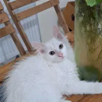 گربه پرشین فروشی