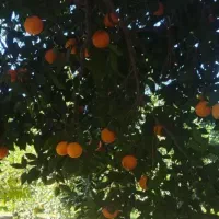 پرتقال تامسون درجه ۱