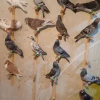 کفتر پلاکی|پرنده|شیراز, انجیره|دیوار