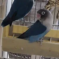 طوطی برزیلی|پرنده|بروجرد, |دیوار