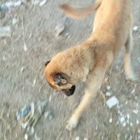 سگ خوب  سگ چوپانی نگهبانی