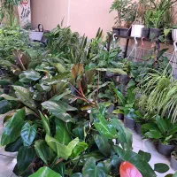 انواع گل و گیاه با تخفیف ویژه|گل و گیاه طبیعی|بیرجند, |دیوار