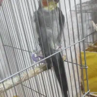 عروس هلندی سخنگو. سهره