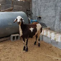 یک عدد بره ماده پلنگی لخت