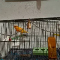 قناری پرتقالی کلکسیونی آنتیک قواره دار خوش رخ|پرنده|شهریار, شهریار|دیوار