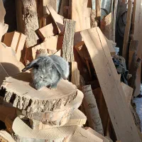 خرگوش لوپ بلو نر|موش و خرگوش|نجف‌آباد, امام خمینی|دیوار