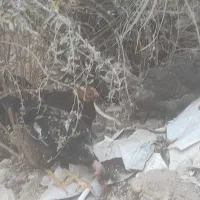 غاز ماده بالغ و تعدادی مرغ و خروس محلی|حیوانات مزرعه|چغادک, |دیوار