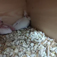 جوجه سرلاکی البینو