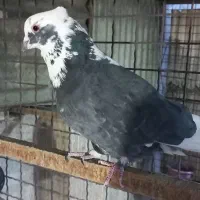 سهره