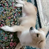 سگ پاکوتاه|سگ|رفسنجان, |دیوار