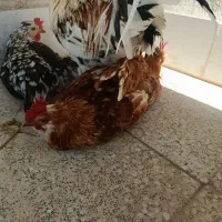 مرغ وخروس گلین