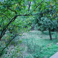 خانه باغ سنددار ۱۱۰۰ متری در روستای امن جاده چالوس|فروش خانه و ویلا|آسارا, |دیوار