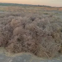 فروش کاه گندم|حیوانات مزرعه|هامون, |دیوار