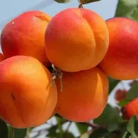 ارائه نهال های مثمر و غیر مثمر با کیفیت