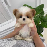 مالتیپو عروسکی 7500