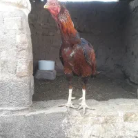 خروس لاری افغان