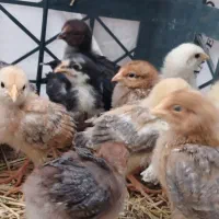 جوجه یک ماهه محلی