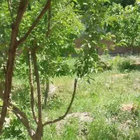 باغ-1300متری-فردوسیه-شهریار