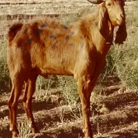 نر بز