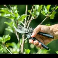 علف زنی و چمن زنی.هرس و خریدوقطع درخت.سمپاشی|خدمات باغبانی و درختکاری|کرمانشاه, |دیوار