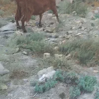 بز ماده