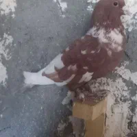 کبوتر|پرنده|زاهدان, |دیوار