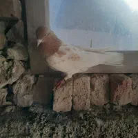 باش ساری|پرنده|نیر (اردبیل), |دیوار