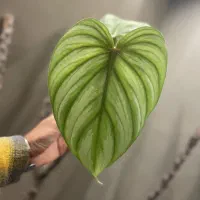 گیاه اپارتمانی