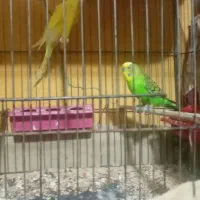 یک جفت مرغ عشق