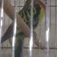 حراج پاییزه فنچ|پرنده|محمدیه-قزوین, |دیوار