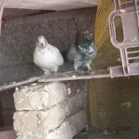 کبوتر زیبا