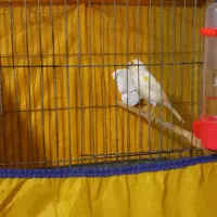 نر قرص بخون|پرنده|رزن, |دیوار