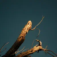 دوربین کنون 450D|دوربین عکاسی و فیلمبرداری|بیرجند, |دیوار