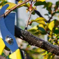 انجام کلیه امور باغبانی در محل|خدمات باغبانی و درختکاری|اصفهان, کوجان|دیوار