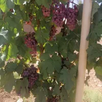 باغ ویلا دشت|فروش خانه و ویلا|نیشابور, فضل|دیوار