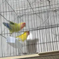 طوطی برزیلی مولد قیمت مناسب