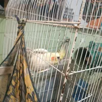 عروس هلندی بالغ ماده|پرنده|دلند, |دیوار