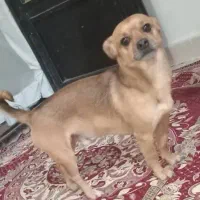 سگ گم شده|سگ|قم, نیروگاه|دیوار