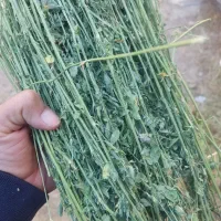 یونجه همدان