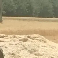 کمباین کاهکوب آماده برداشت