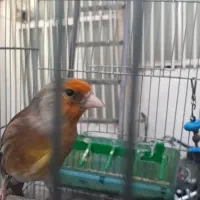 سره قناری روب مستی درشت خوش رنگ|پرنده|تهران, مشیریه|دیوار