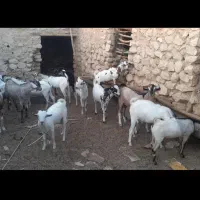 بزنر|حیوانات مزرعه|فین, |دیوار