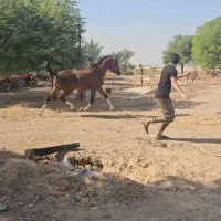 کره نریان خالص ایرانی|اسب و تجهیزات اسب‌سواری|شوشتر, |دیوار