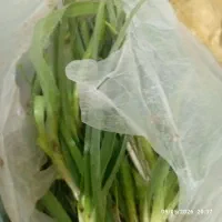 گیلاخ درزیر