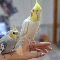 عروس هلندی