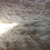 کاه گندم دیم