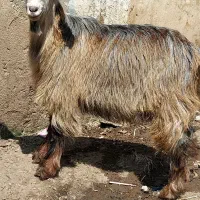 بزغاله چاق