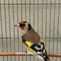 سهره چهارگل