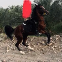 اسب درشور سواری دار سر دم گیر