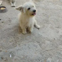 شیتزو نر دوساله|سگ|کلاله, |دیوار